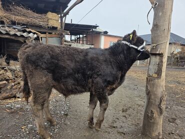 Коровы, быки: Продаю | Музоо, торпок | На откорм | Привязанные — 3