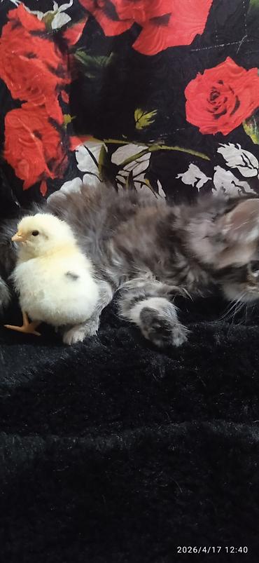 Продажа кошек: Мейн-кун, 1 месяц, Девочка — 6