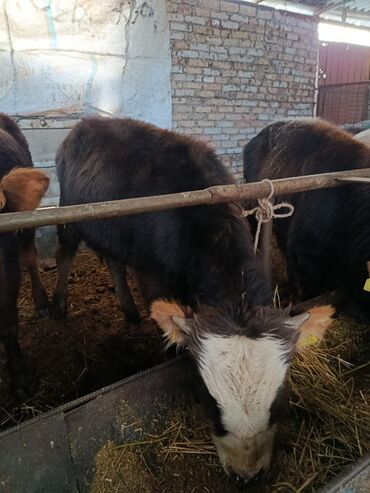 Коровы, быки: Продаю | Бык (самец) | Полукровка | На откорм | Привязанные — 4