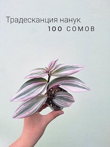 Комнатные растения: 💚 Комнатные растения (детки/молодые растения). 🪴 Названия и цены — 5