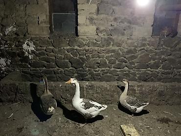 qaz cücəsi: Qaz dəstəsi – 3 baş - Növ: yerli/Asiya tipli qazlar (boz-ağ ləkəli) - — 2