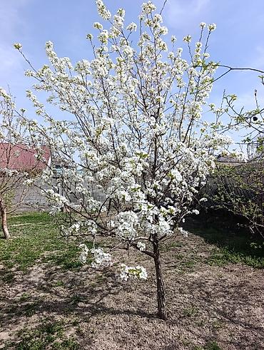Продажа коттеджей и домов: 🏡 Продаётся уютный дом 📍 Тихий и живописный район — идеальное место — 3