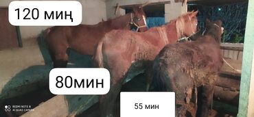 Лошади, кони: Продаю | Кобыла (самка), Конь (самец), Жеребец | На забой, Для молока