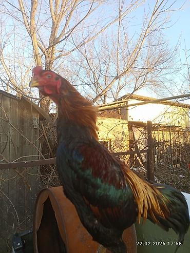 Куры, петухи: Продаю | Петух | Для разведения — 5