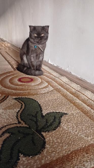 şotlan pisiyi: Şotland, Dişi, Ünvandan götürmə, Ödənişli çatdırılma — 1
