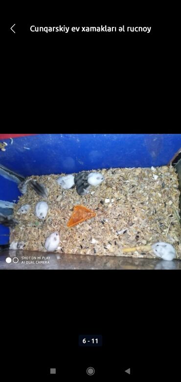 Gəmiricilər: Xamyaklar cunqariklar ən mehriban aqresiyası olmayan insana uyuşan — 3