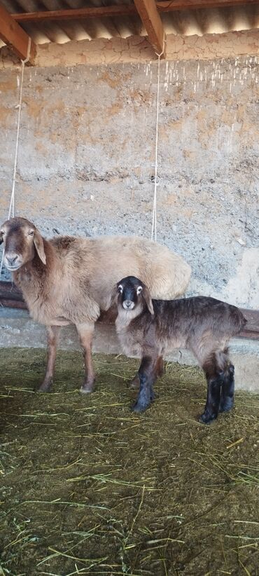 Баран, овца: Продаю | Овца (самка) | Полукровка | Для разведения | Ягнившаяся — 7