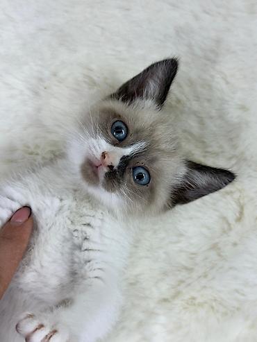 Pişiklər: Siam — 1