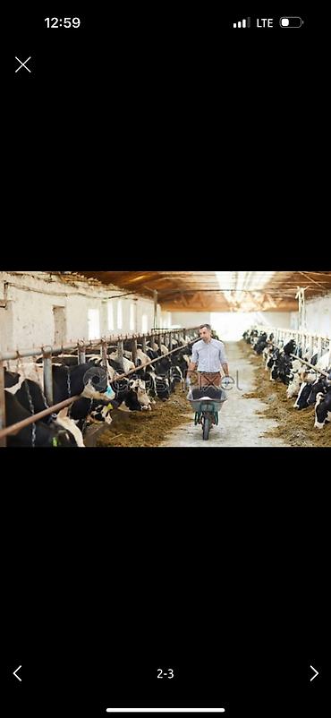 agri hr.com анкета: Требуется Скотник, Оплата: Ежемесячно — 2
