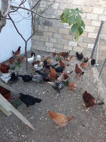 toyuq yumurtayan: Toyuq, Damazlıq, Ünvandan götürmə