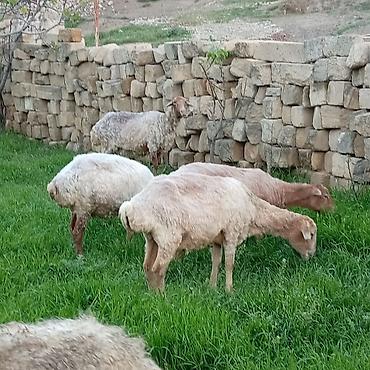 Qoyunlar, qoçlar: Ətlik qoyunlar təcli satılır — 11