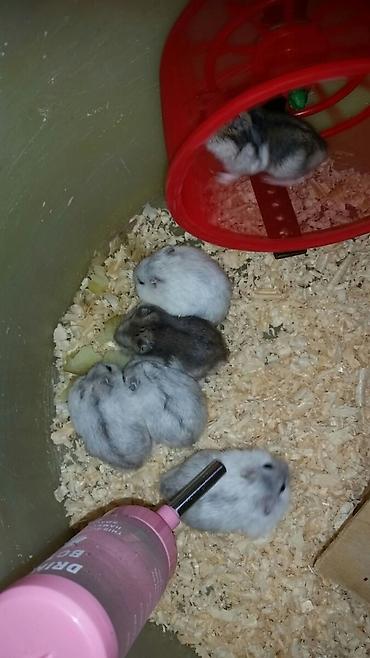 купить хорька в баку: Cunqariklər ələ öyrəşiblər sağlamdılar Zoo maqazin deyil özüm — 2