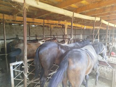 конный завод донской продажа лошадей: Семиз тай,кунан сатылат. Село Ново Покровка