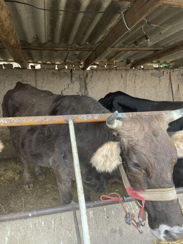 Коровы, быки: Продаю | Корова (самка)