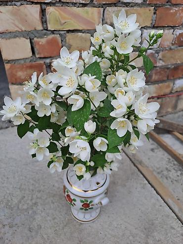 Смородина: Смородина — 7