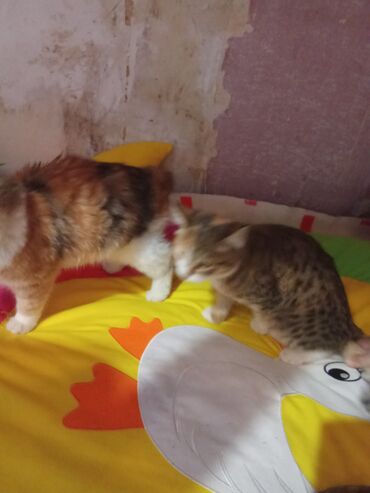 Pişiklər: Şotland uzun tüklü, Yaxşı əllərə, Ünvandan götürmə, Pulsuz çatdırılma, Ödənişli çatdırılma — 16