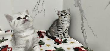 Продажа кошек: Продаются шотландские котята. Две девочки. Дата рождения 26/01/2026 — 3