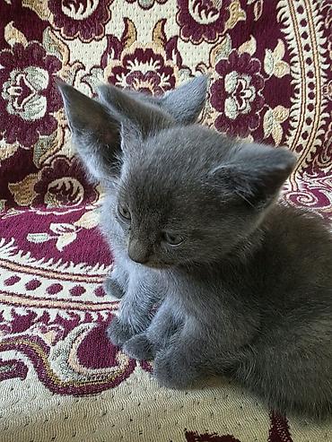 pişiy balaları: Şotland — 5
