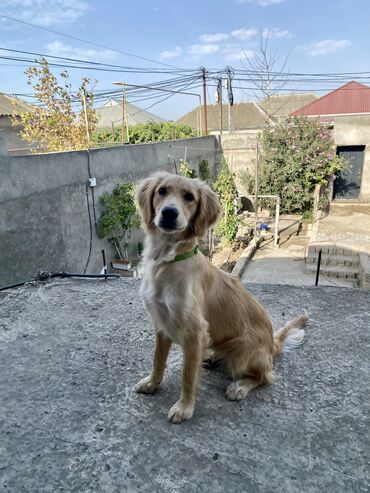 golden retriever qiymeti: Retriever, 8 ay, Dişi, Peyvəndli, Ünvandan götürmə