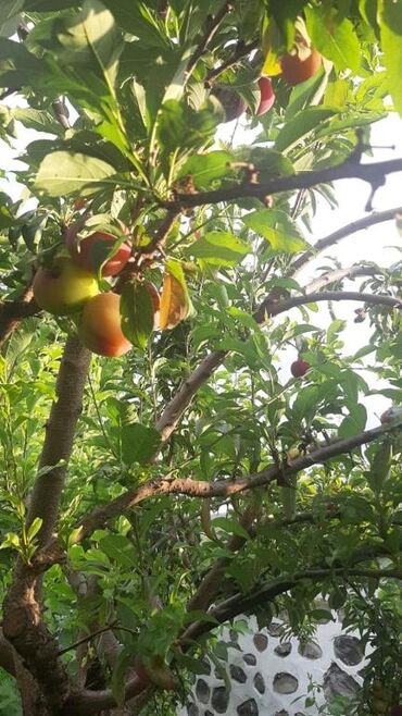 Bağ evlərinin satışı: Qəbələ, 170 kv. m, 6 otaqlı, Qaz, İşıq, Su — 11