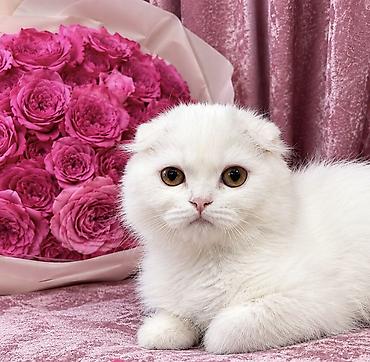 Продажа кошек: Скотиш Фолд (Шотландская вислоухая), 2 месяца, Девочка, Белый, Приучена к лотку — 10