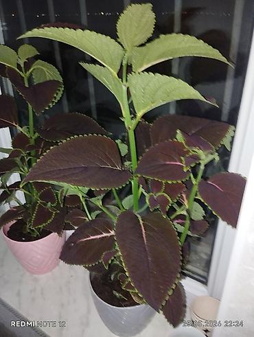ev bitkisi: Kolyoz (Coleus) dekorativ yarpaqlı otaq bitkisi – qablarda şitillər və — 5