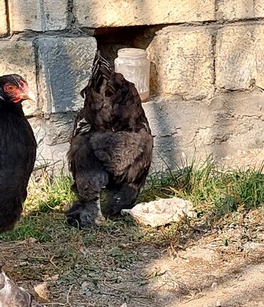 Toyuqlar: Toyuq, Brama, Ətlik — 9