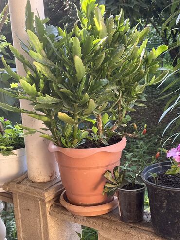 Xalçalar: Xalça -da lalafo.az — 8 Xalçalar: Xalça — 8