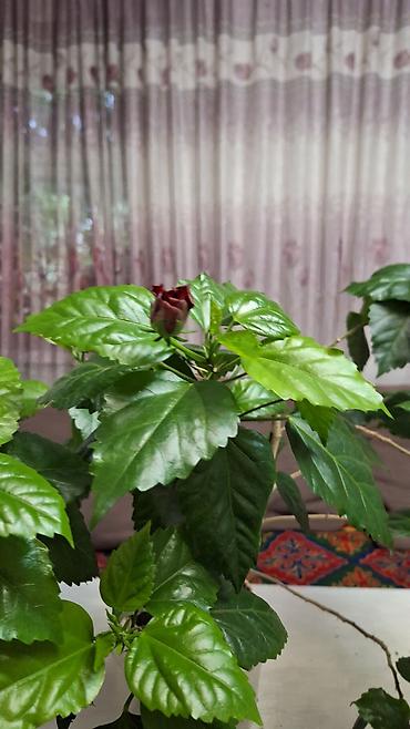 Сингониумы: Продаю комнатные растения. 1. Эпипремнум Есения, в горшке, с опорой - — 7