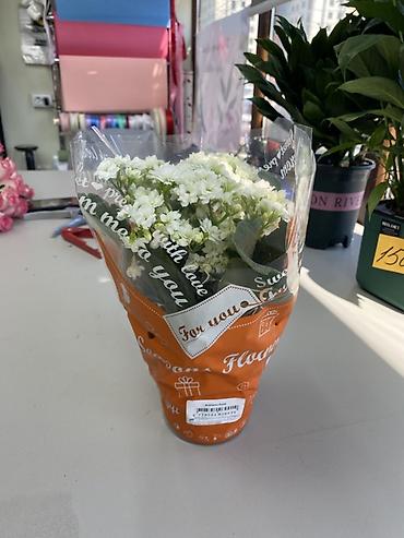 Каланхоэ: Каланхоэ Blossfeldiana, махровое, белое - Комнатное цветущее растение — 2