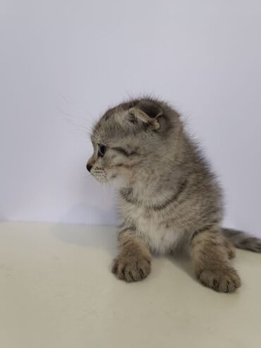 персидский кот цена: Вислоухие котята шотландци фолт, ест самостоятельно, пол девочка и