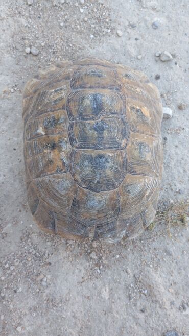 pulsuz heyvanlar verilir: Torpaq tisbağasi erkek