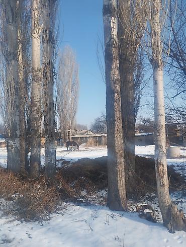 вырубка деревьев: Бак дарак алабыз жакшы баада (Терек кара бак ) Жана бутап кесип берүү — 3