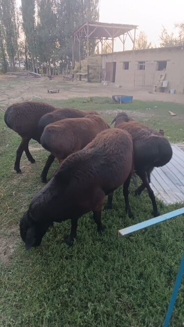 Бараны, овцы: Продаю | Баран (самец) | Эдильбаевская | Для разведения | Племенные — 9