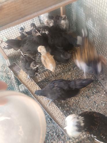 toyuq satilir: Toyuq, Australorp, Damazlıq, Ünvandan götürmə — 3