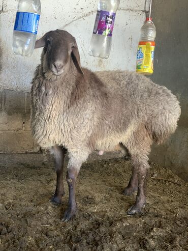 овцы меринос: Продаю | Баран (самец) | Арашан