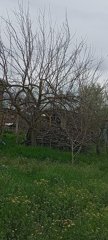Torpaq sahələrinin satışı: 55 sot, Kənd təsərrüfatı — 11