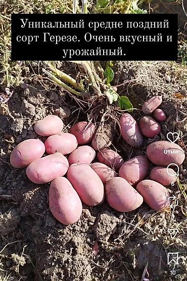 Картошка: Картошка Оптом — 3