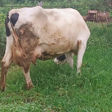 корова с телёнком: Продаю | Корова (самка) | Голштин | Для разведения, Для молока | Стельные