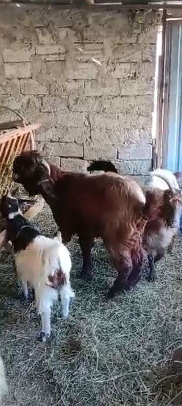 той пудель купить: Hələb təkəsi satılır ! Damazlığ üçün əla heyvandır