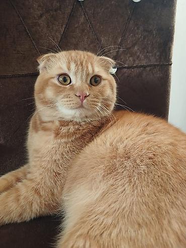 Pişiklər: Şotland — 3