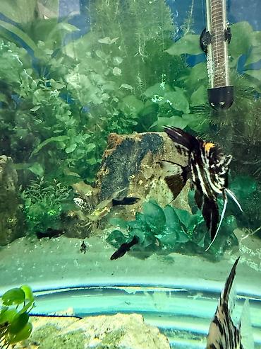 Akvarium dekoru: Malinezi orta olcu 1 manat danyo tul quyruq irili xirdali 1 manat — 4