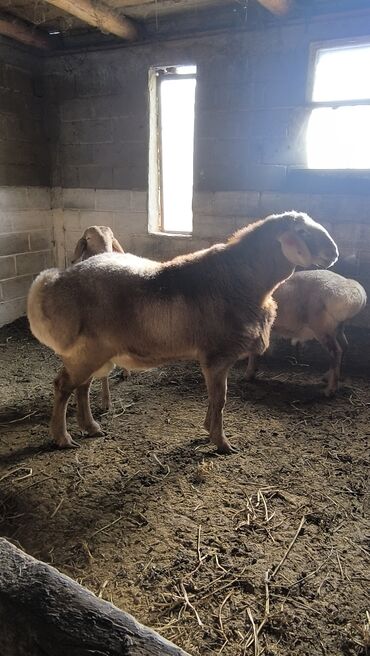 Бараны, овцы: Продаю | Баран (самец) | Арашан | Для разведения | Племенные — 3