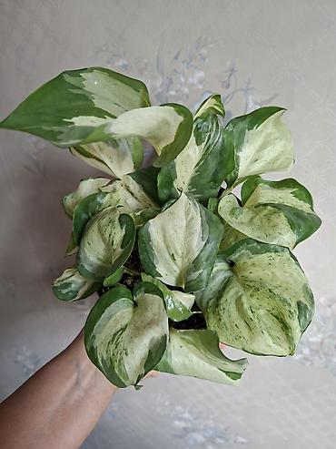 Сингониумы: Коллекция комнатных растений — подборка декоративно-лиственных — 15