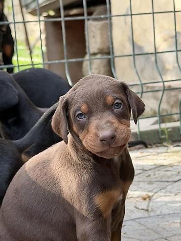 İtlər: Doberman, 1 ay, Ünvandan götürmə — 12