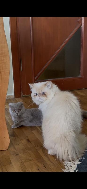 Pişiklər: Şotland yastı qulaq — 16