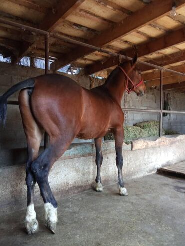 лекарство для животных: Срочно продаю коня возвраст 1 год породистый рост 152 см порода