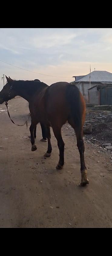 Лошади, кони: Продаю | Кобыла (самка) | Английская | Конный спорт | Племенные — 4