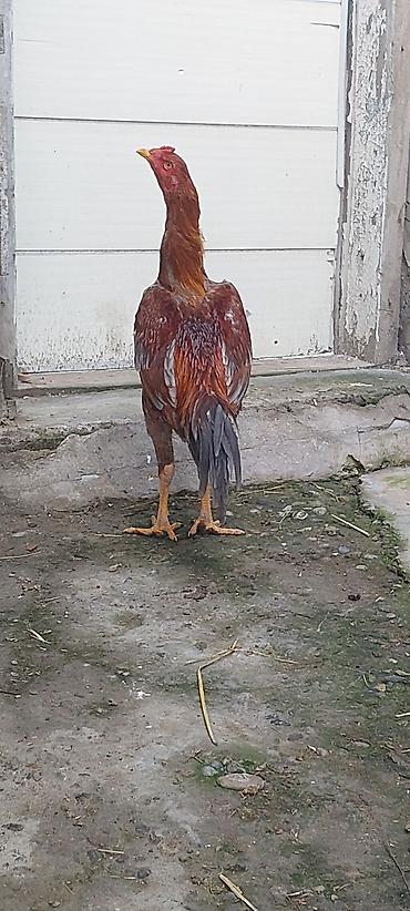 Xoruzlar: Xoruz, il: <1, Ödənişli çatdırılma — 10