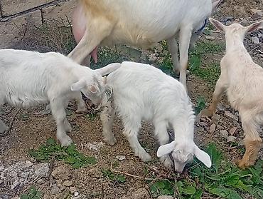 erkek: 20 baş çəpişdi erkekli dişili çoxunun burda. Şəkili yoxdu — 7